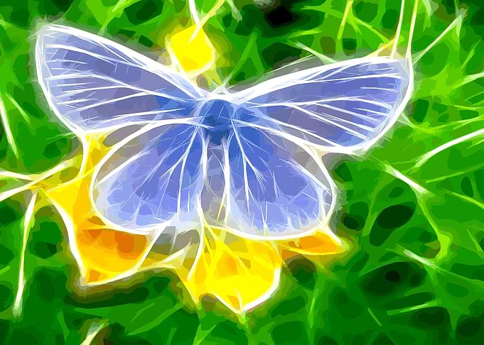butterfly