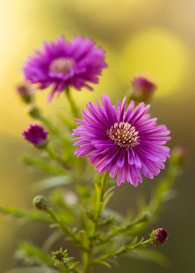 Autumn flowers