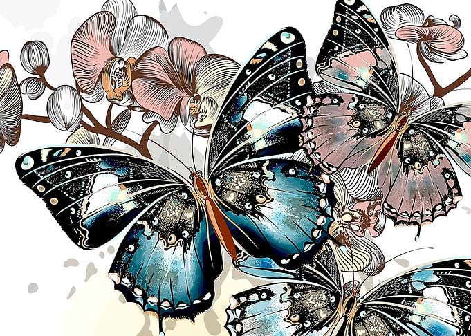beauty butterfly