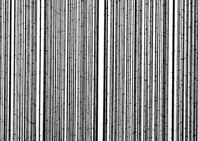 Striped Pattern Texture