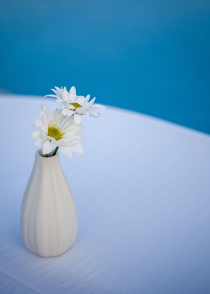 vase daisies