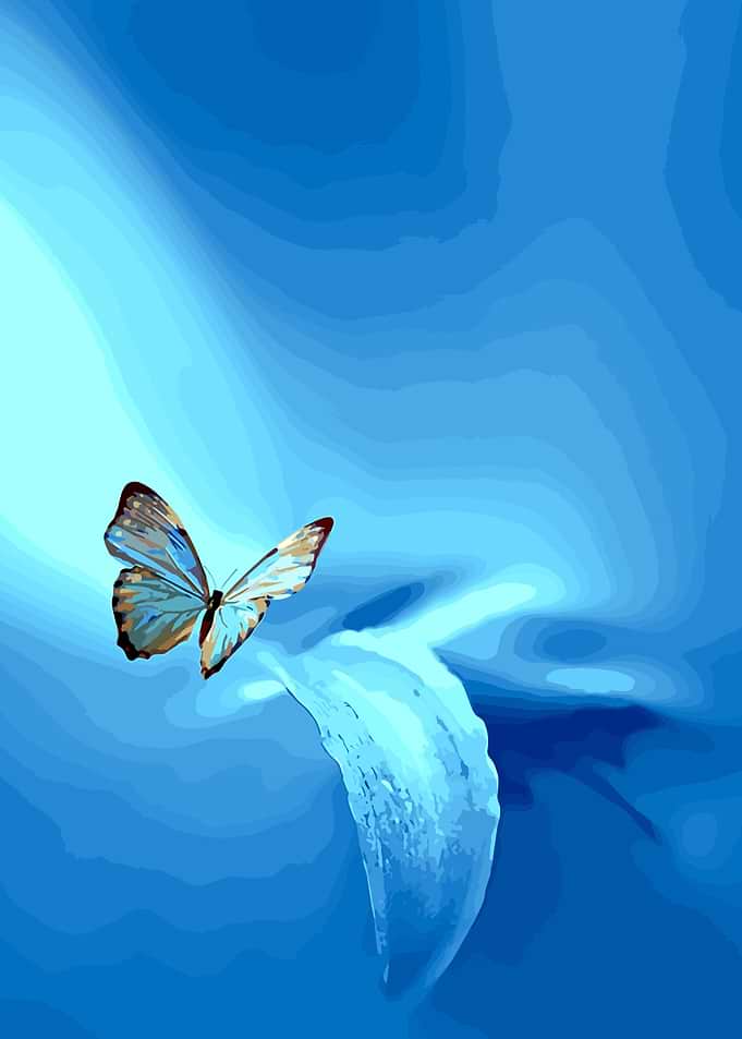 butterfly