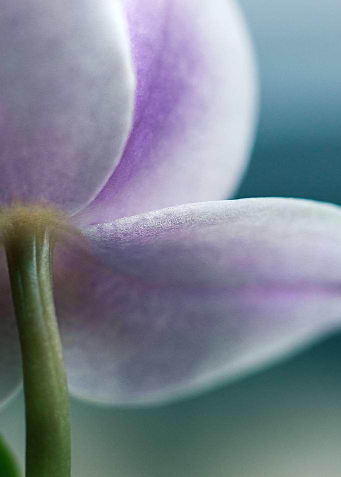 orchid
