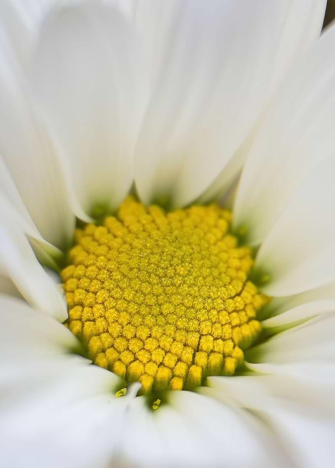 white daisy