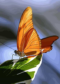 butterfly