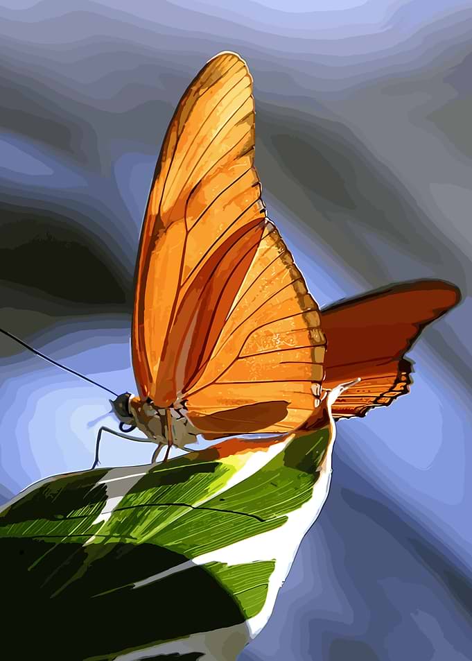 butterfly