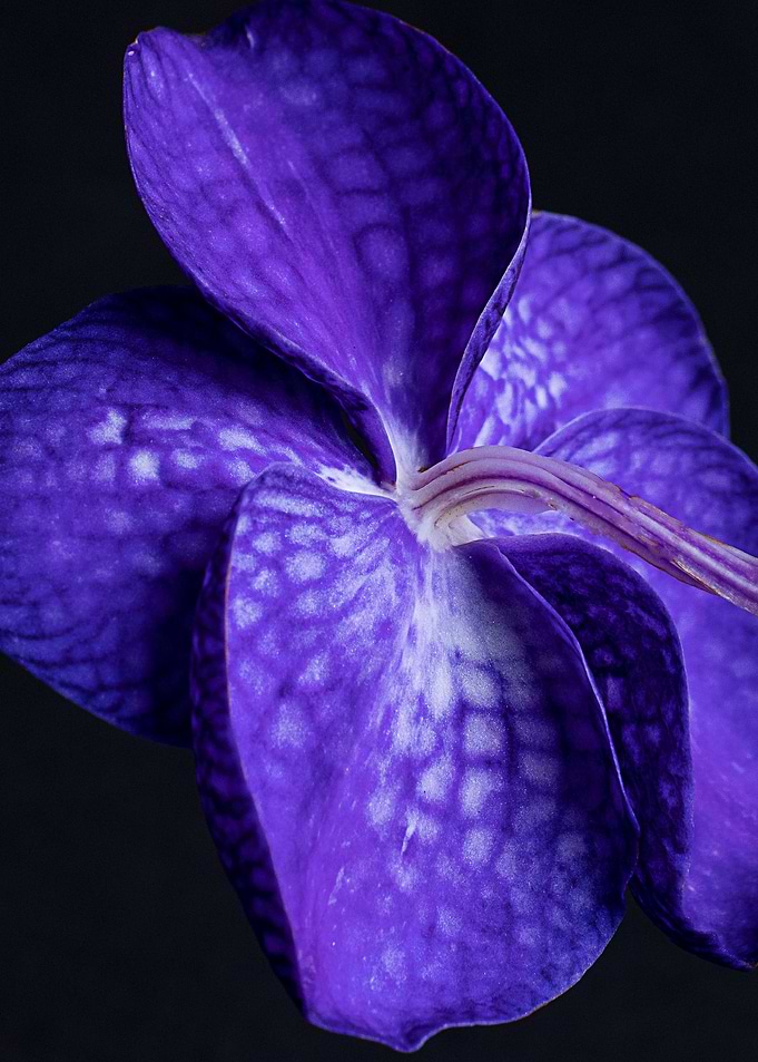blossom orchid