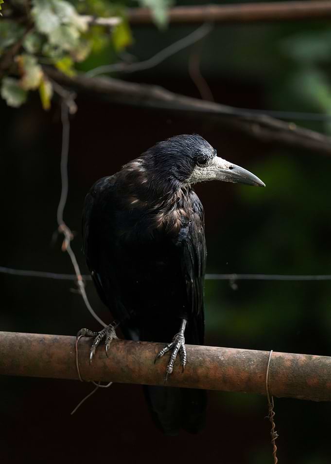 photography of a bird