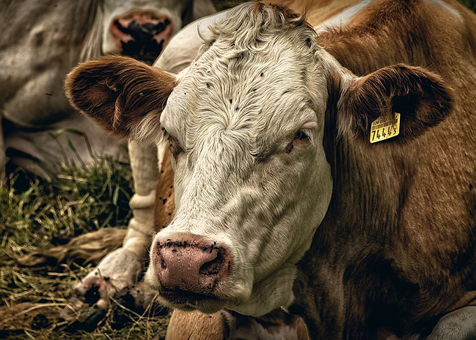 Switzerland Cow