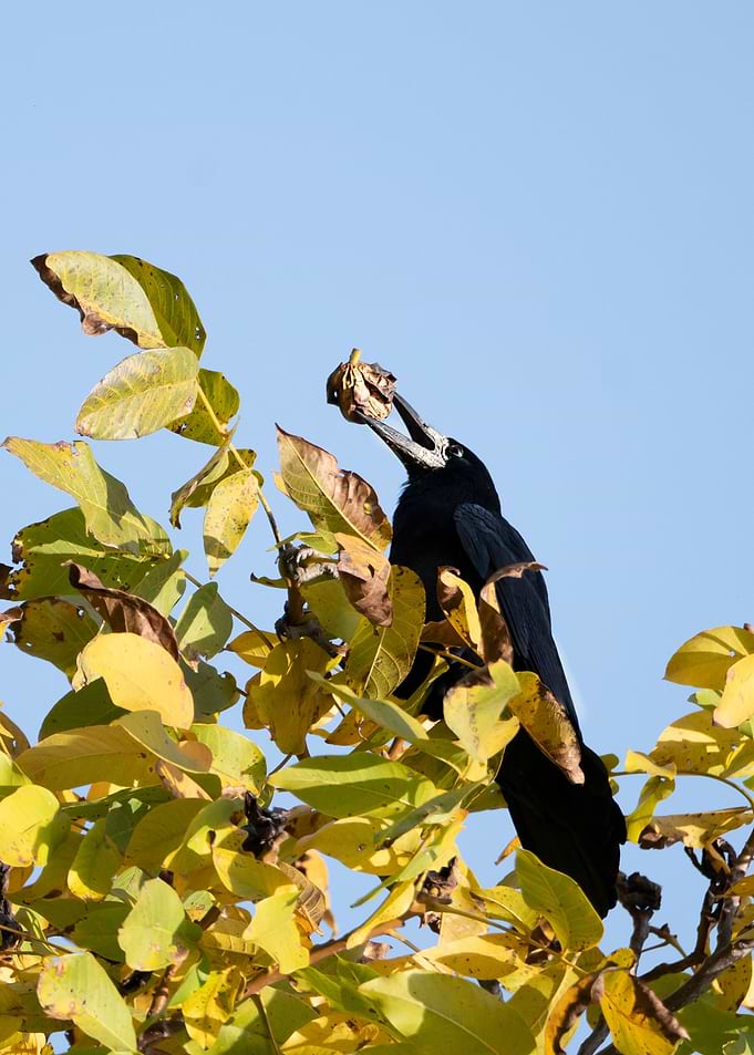 photography of a bird