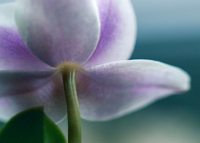 orchid
