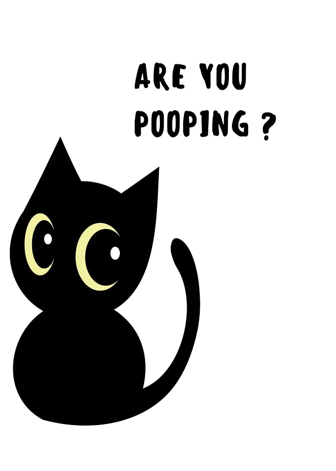 BLACK CAT ARE YOU POOPING
