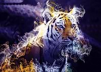 Wild Tiger 01