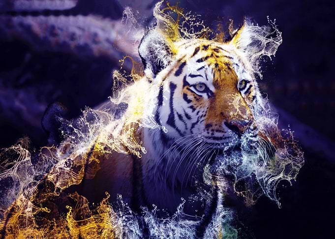 Wild Tiger 01