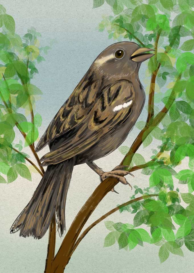 House sparrow