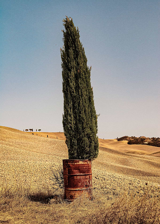 ValdOrcia Cypress In Can