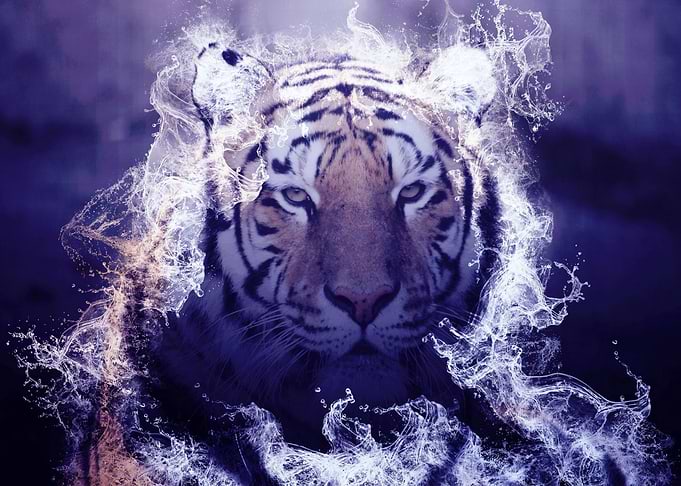 Wild Tiger 03