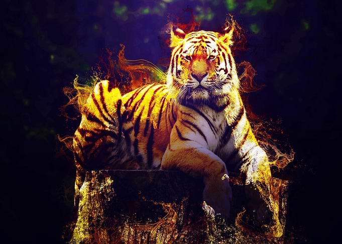 Wild Tiger 04