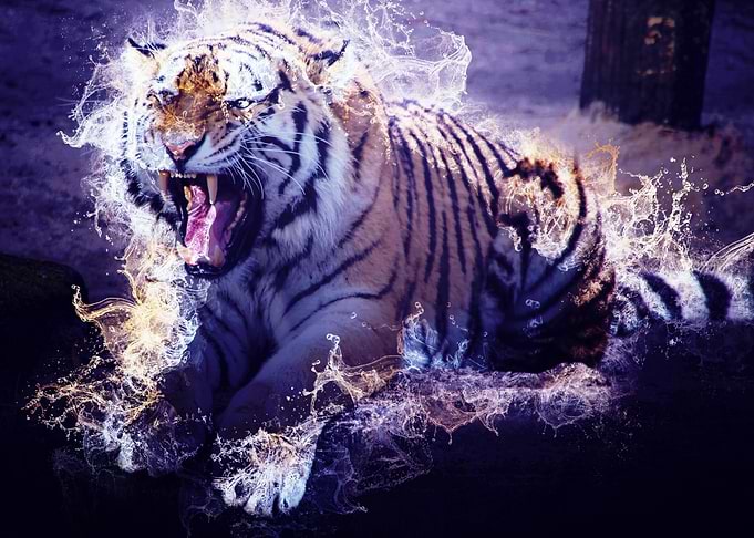 Wild Tiger 02