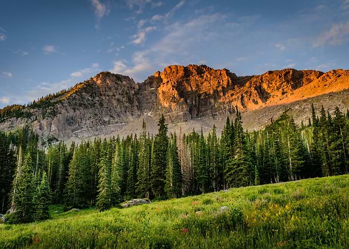 Trees and Mountains