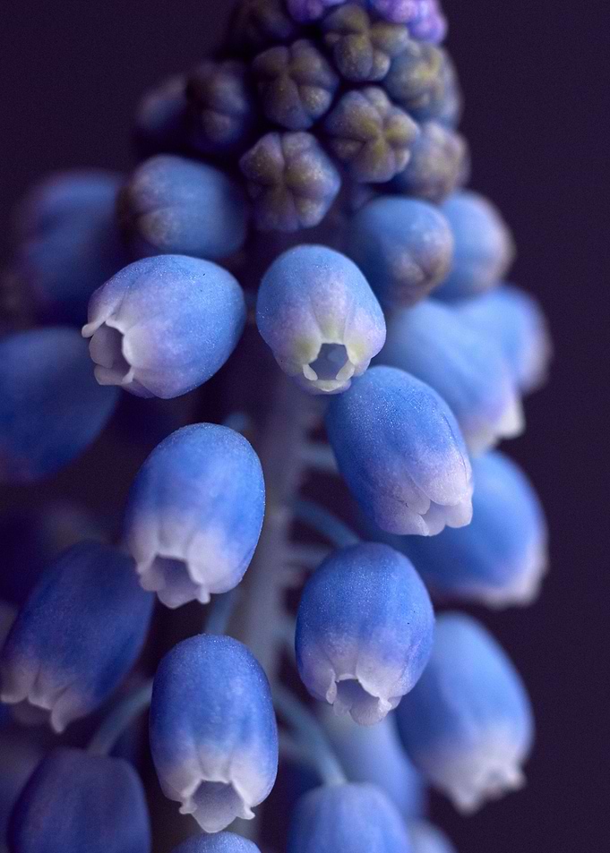 hyacinth