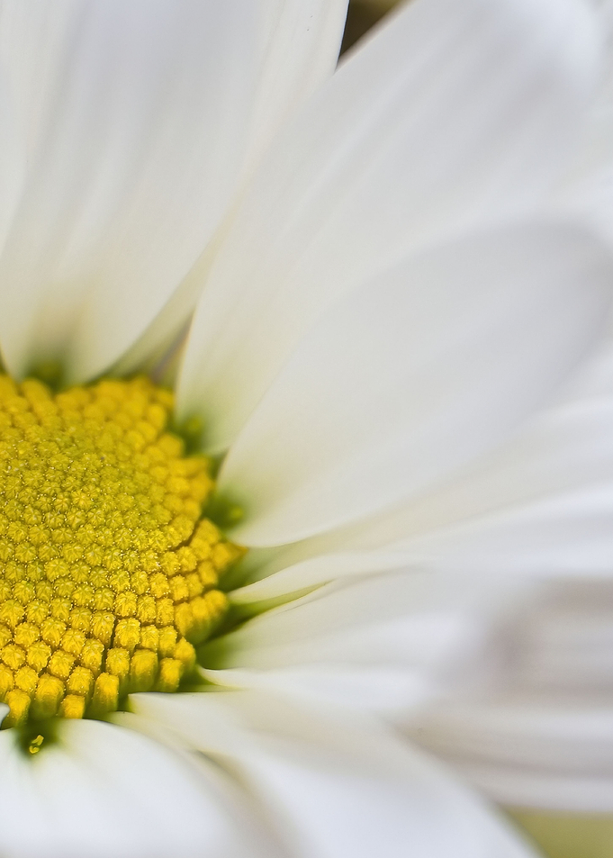 flower daisy