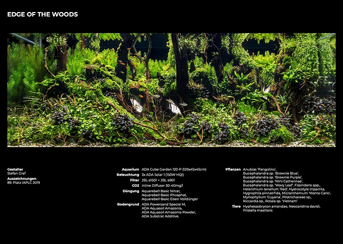 Edge of the Woods