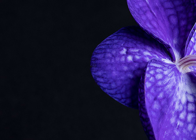 purple blossom orchid
