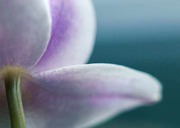 orchid