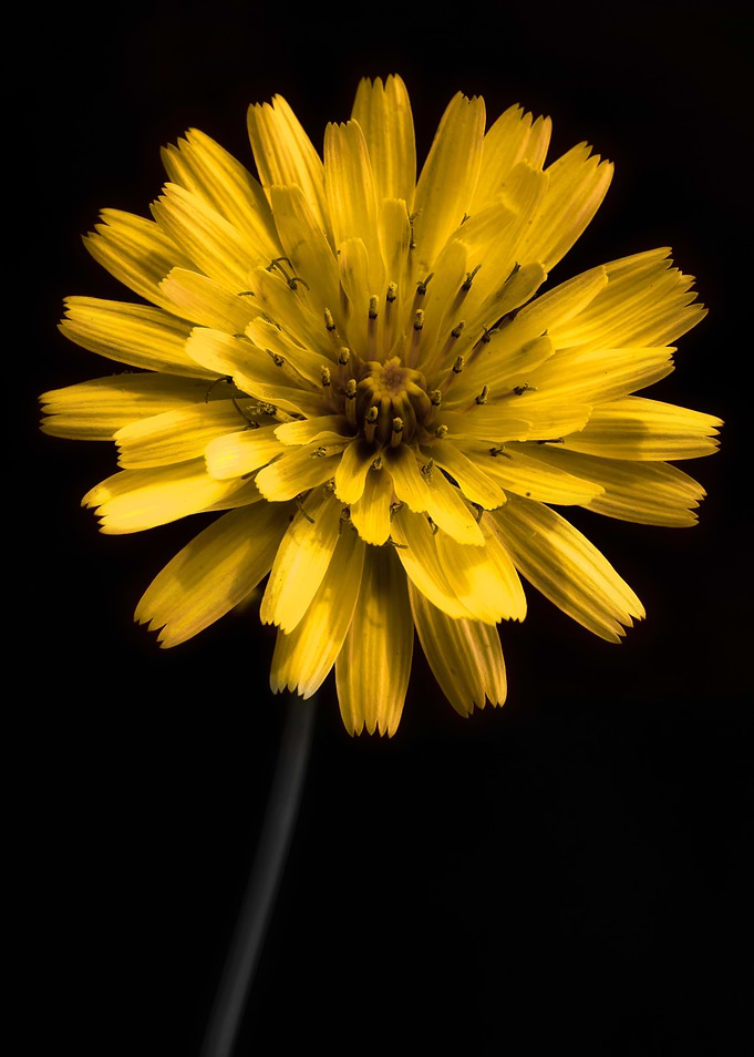 Flower Floral Botanical
