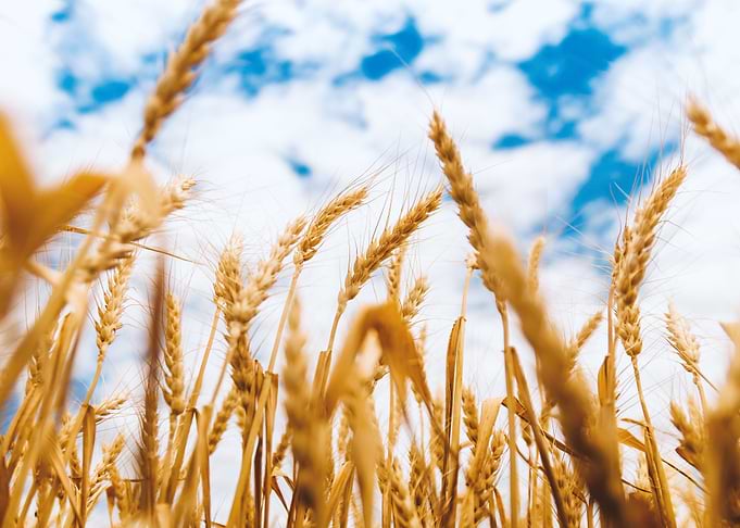 wheat