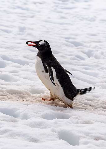 Gentoo Penguin