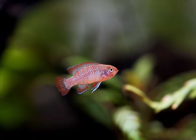 Dario dario fish aquarium