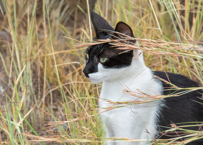 The cat