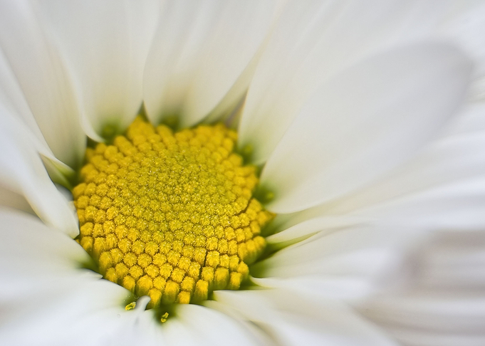 white daisy