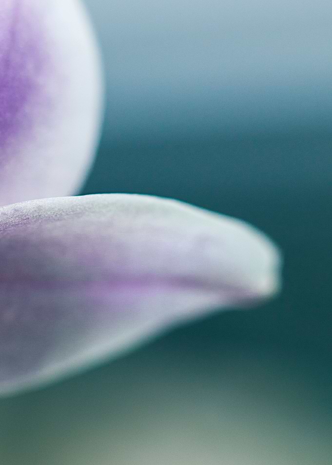 orchid