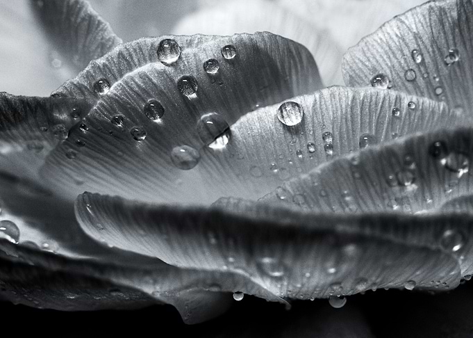flower drops rose