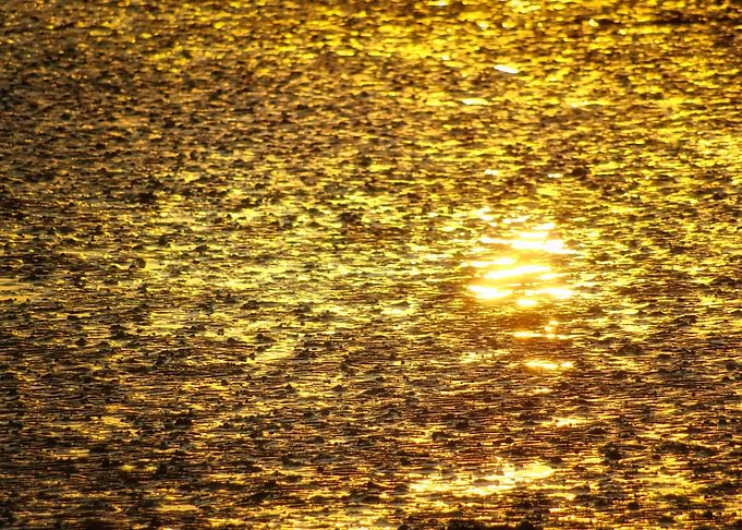 Golden Dream