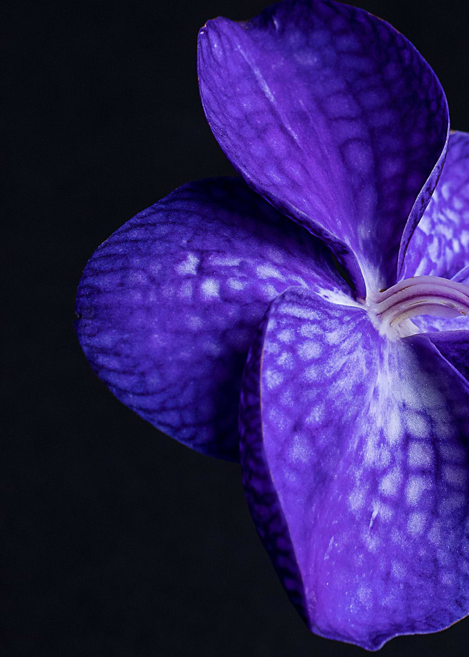purple orchid