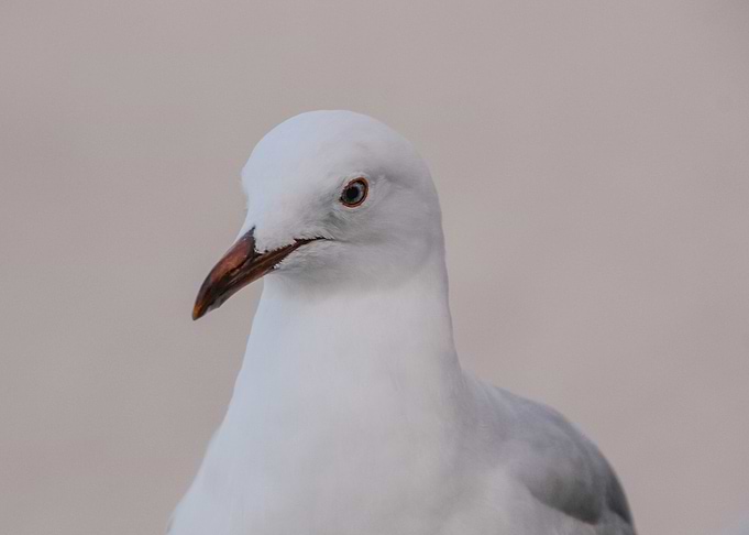 seagull on monochrome