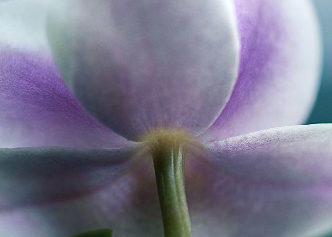 orchid