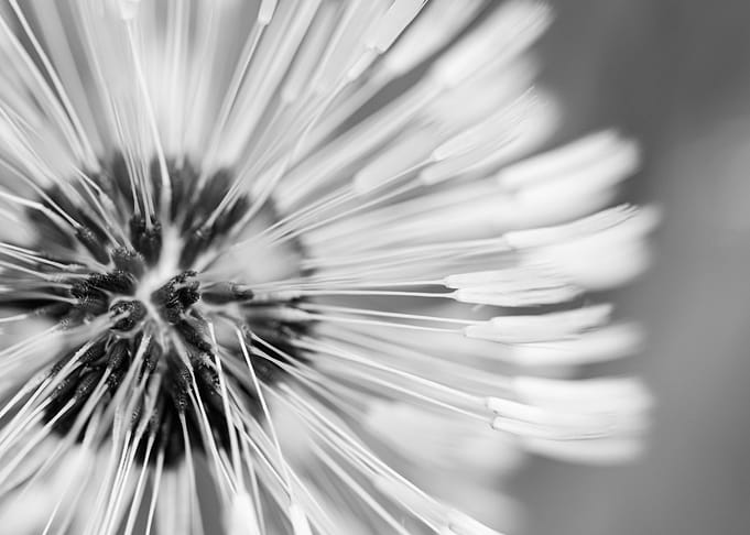 Flower Dandelion