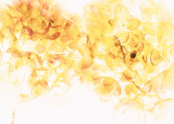 Hydrangea in ice 3