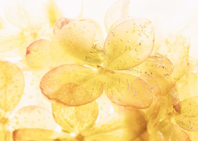Hydrangea in ice 1