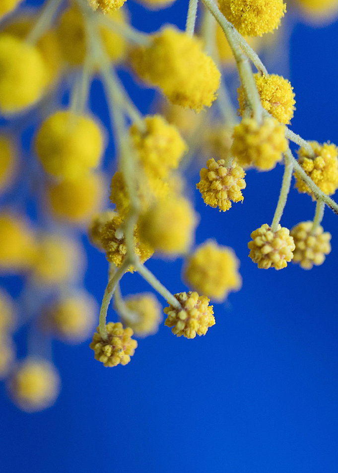 yellow flowers