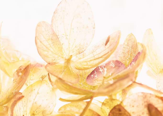 Hydrangea in ice 2