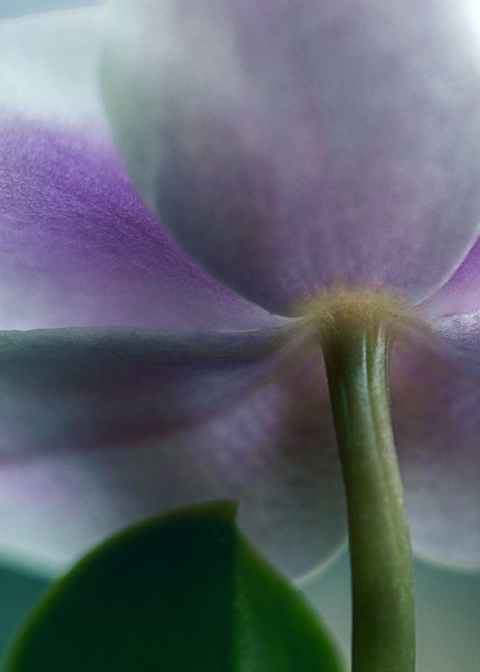 orchid