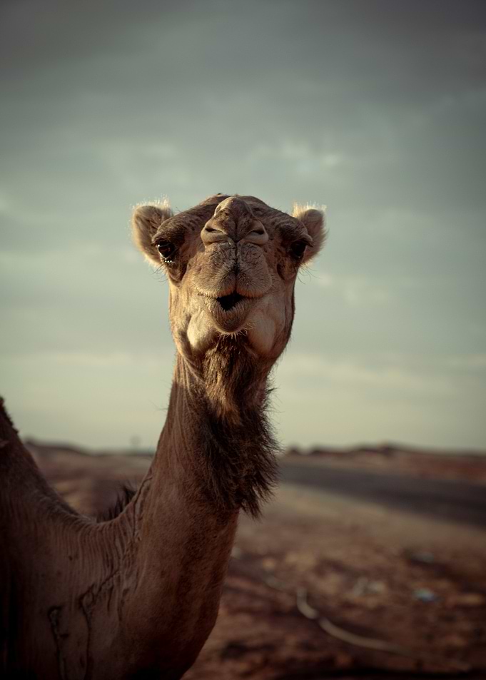 Desert Camel Portrait