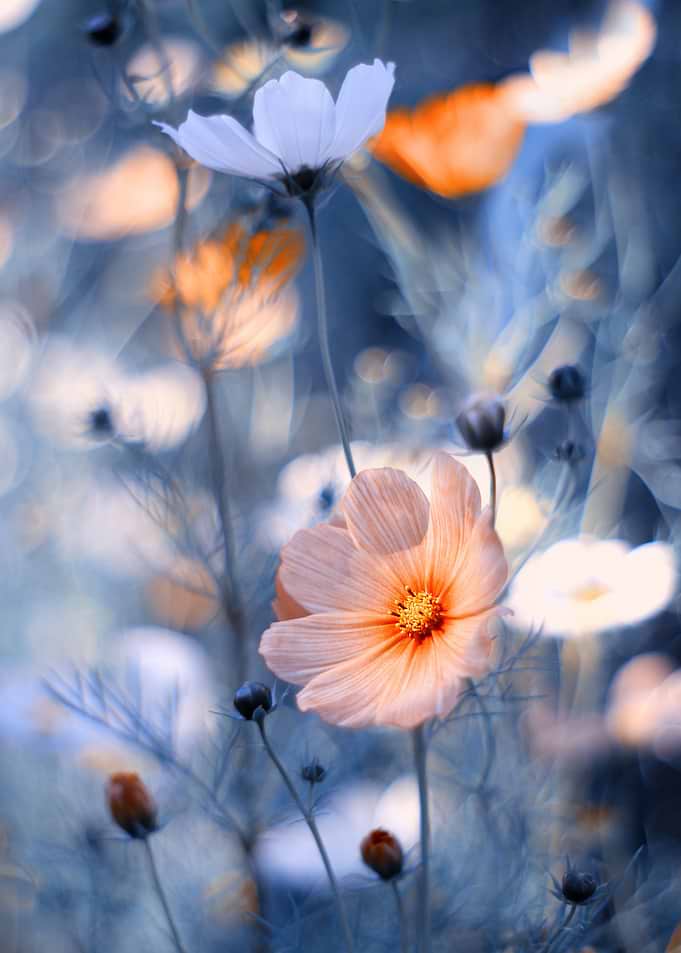 Summer flowers in meadows