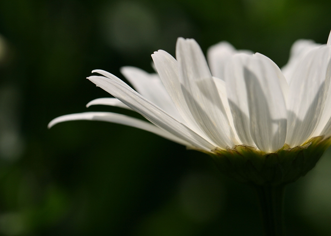 daisy